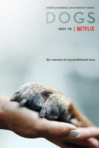 Собаки (2018) смотреть онлайн